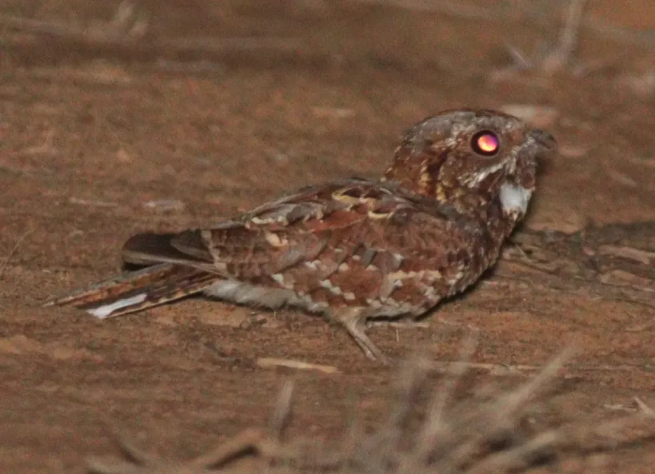 File:Caprimulgus donaldsoni 177267149.jpg