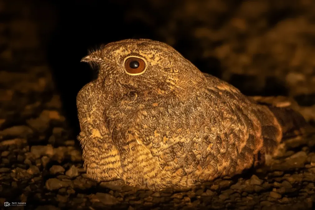 File:Caprimulgus mahrattensis 236702298.jpg