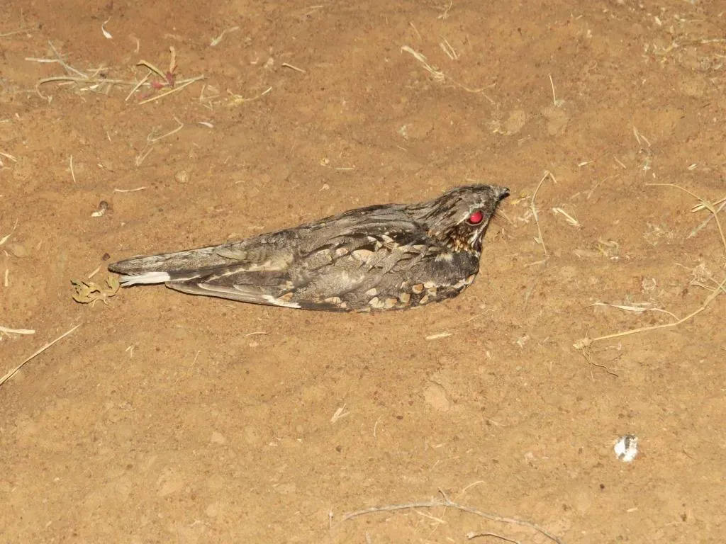 File:Caprimulgus rufigena damarensis 53179496.jpg