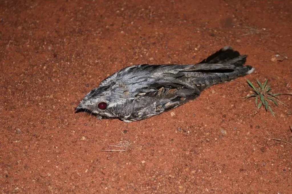 File:Caprimulgus rufigena rufigena 31726969.jpg
