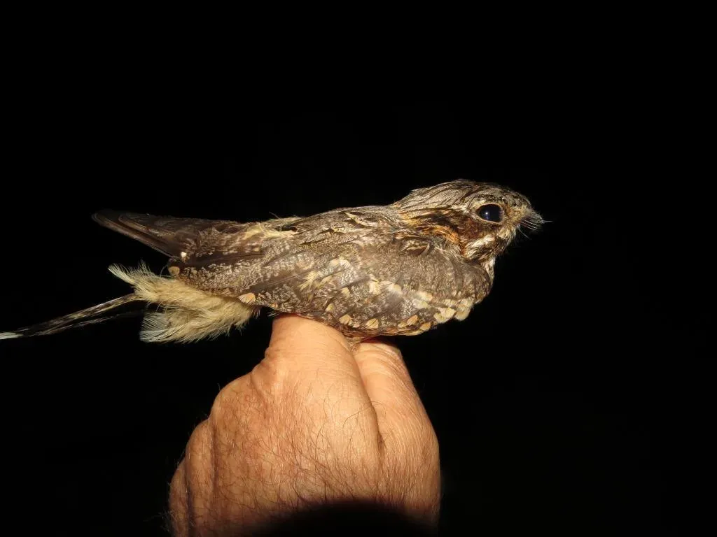 File:Caprimulgus rufigena rufigena 29305532.jpg