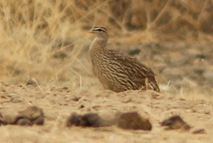 File:Pternistis bicalcaratus 32751054.jpg