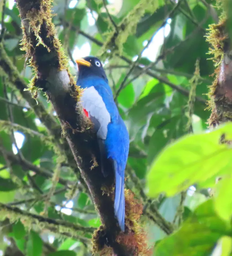 File:Trogon comptus 63350794.jpg