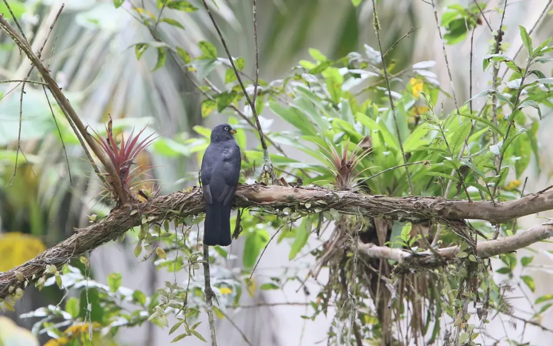 File:Trogon comptus 104823204.jpg