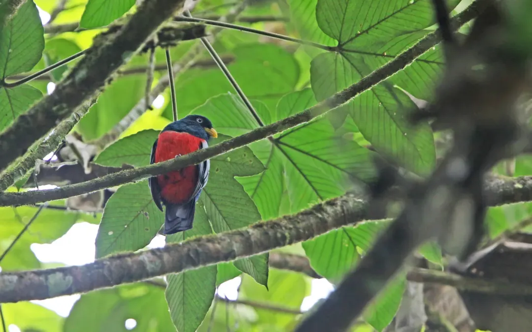 File:Trogon comptus 104823156.jpg