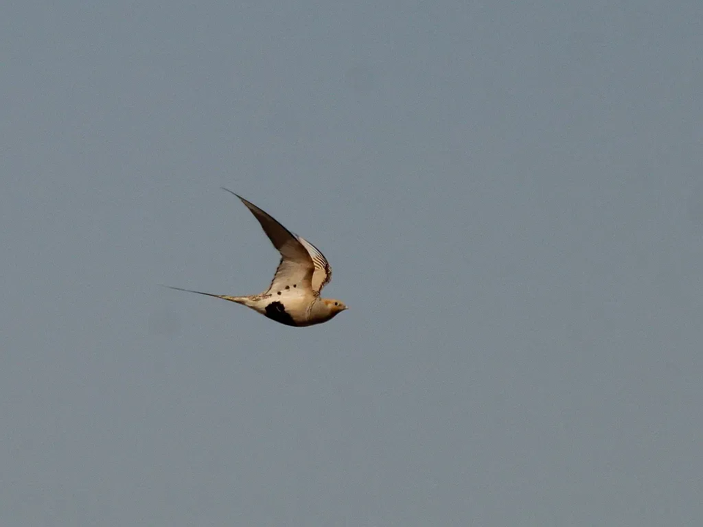 File:Syrrhaptes paradoxus 134539273.jpg