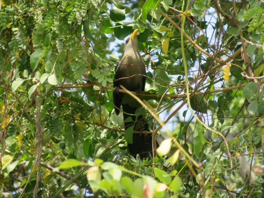 File:Ceuthmochares australis 57169264.jpg
