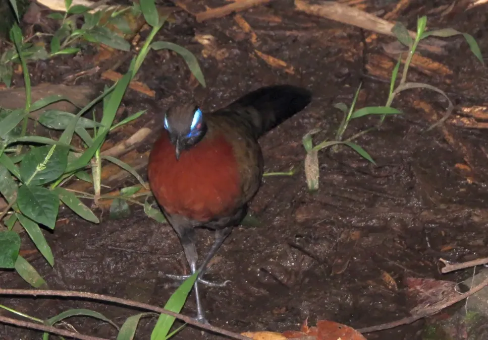 File:Coua serriana 49406241.jpg