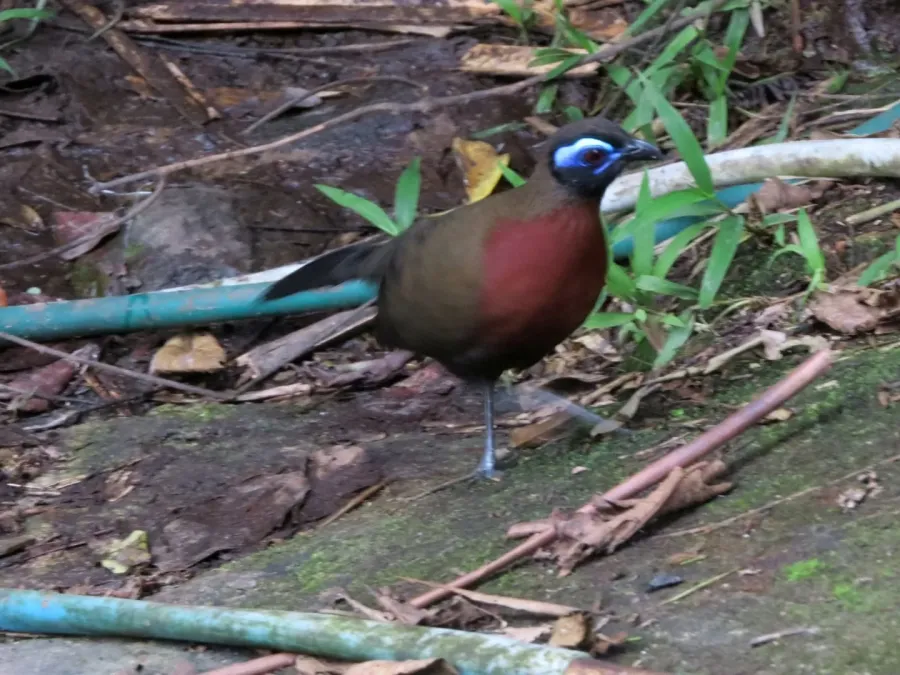 File:Coua serriana 49406215.jpg