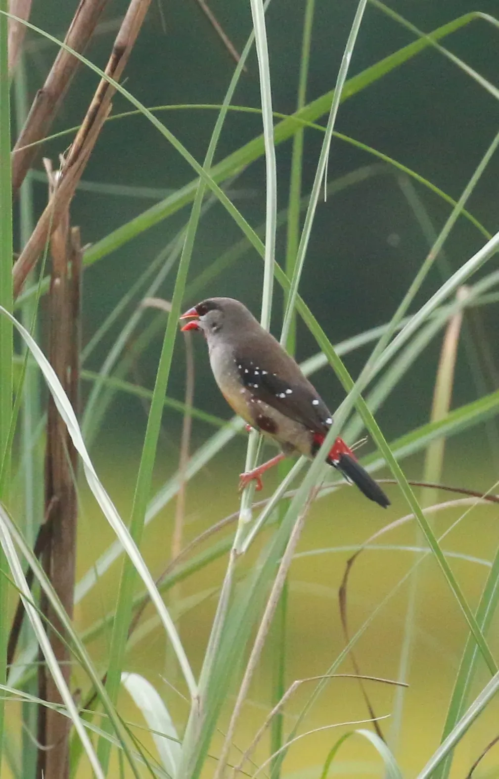 File:Red avadavat (Amandava amandava),.jpg