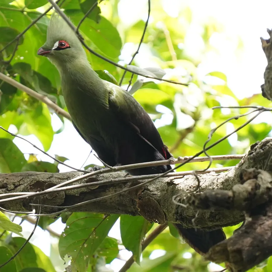 File:Tauraco persa 260567004.jpg