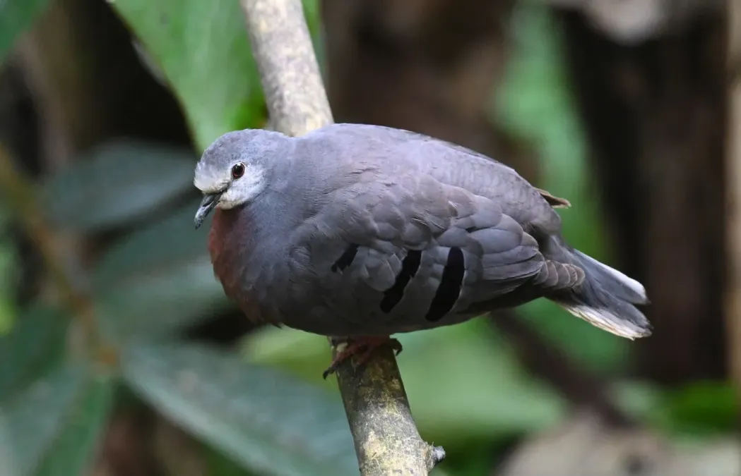 File:Paraclaravis mondetoura 258155682.jpg