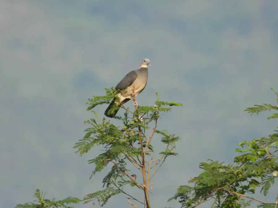 File:Columba pulchricollis 262948302.jpg