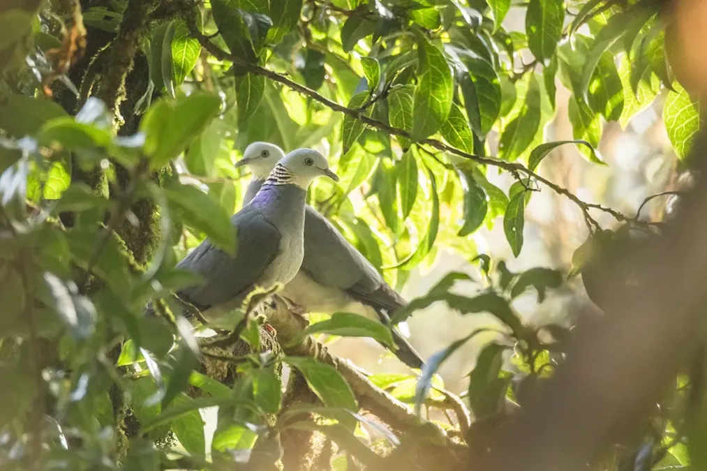 File:Columba pulchricollis 106184838.jpg