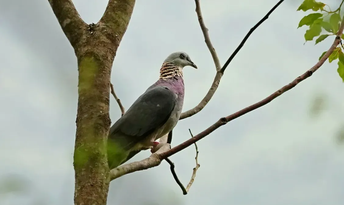 File:Columba pulchricollis 234343093.jpg