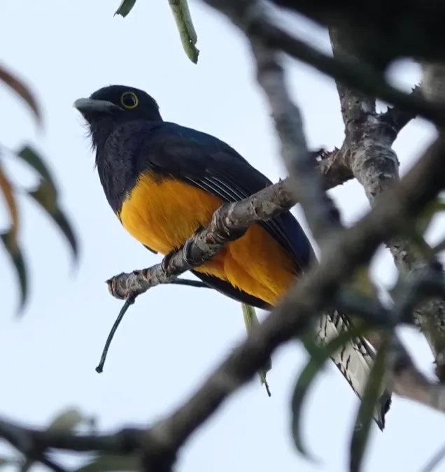 File:Trogon ramonianus ramonianus 199477320.jpg