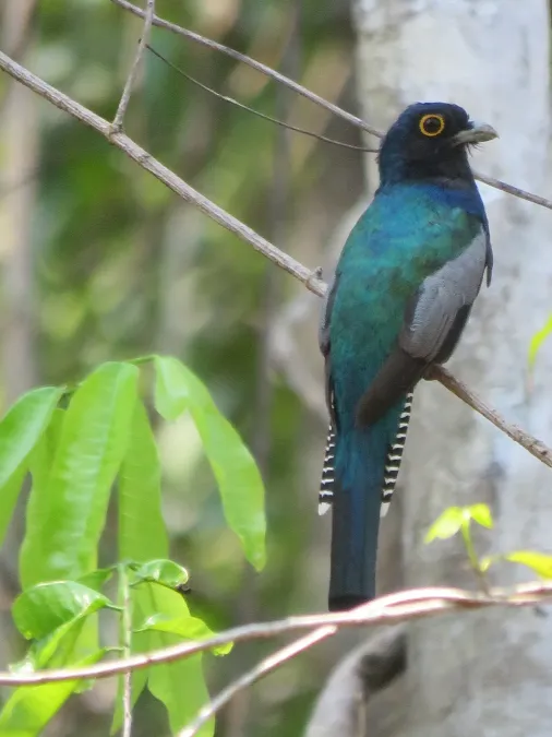 File:Trogon ramonianus 8253030.jpg