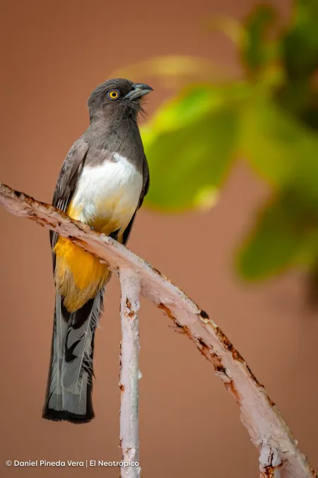 File:Trogon citreolus 196353505.jpg