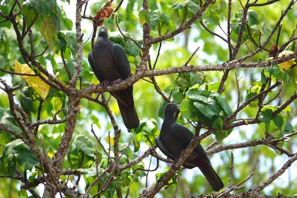 File:Ducula whartoni 248249618.jpg