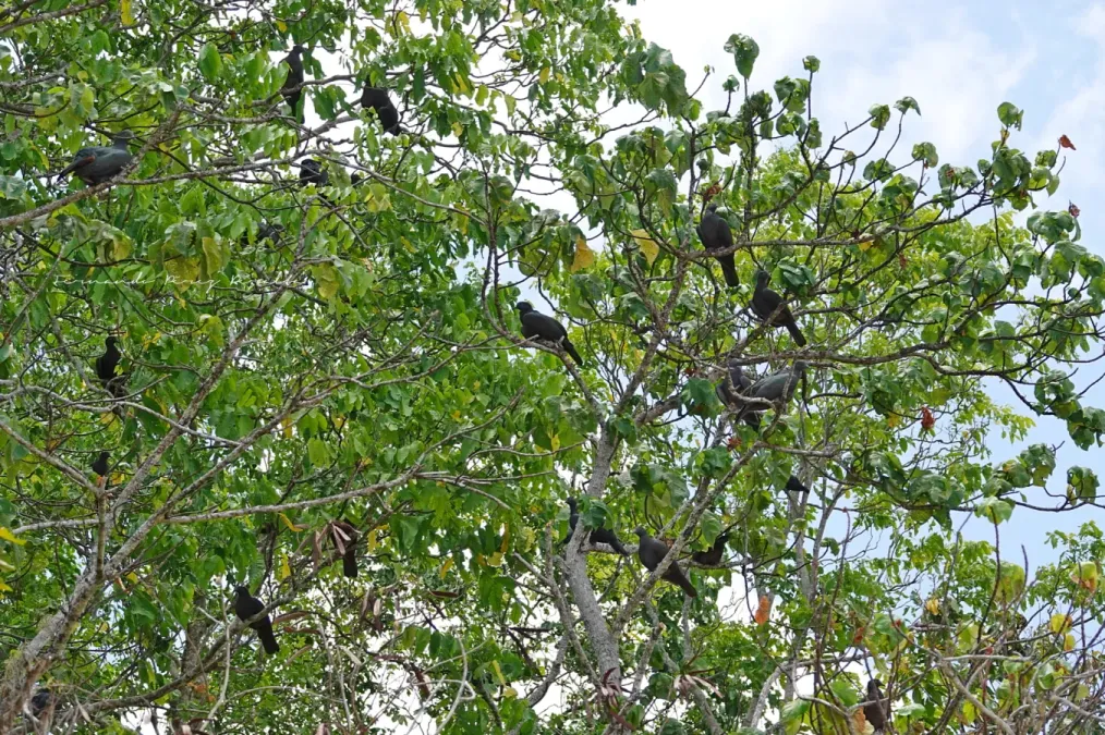 File:Ducula whartoni 248263429.jpg