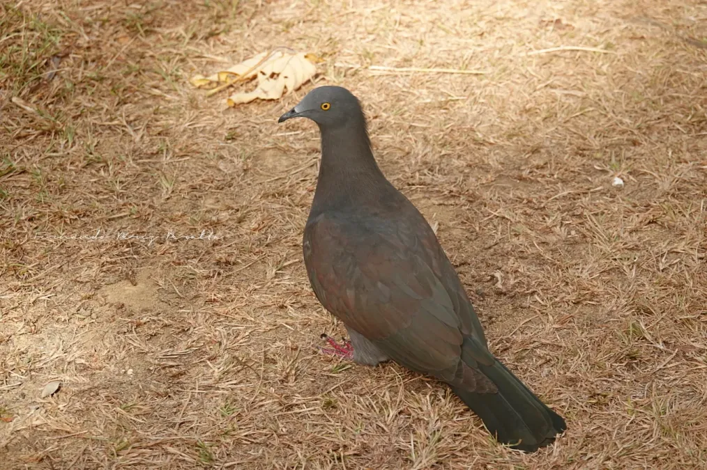 File:Ducula whartoni 248252564.jpg