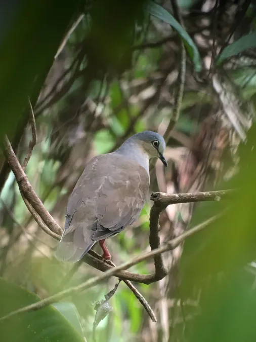 File:Leptotila plumbeiceps 224658460.jpg