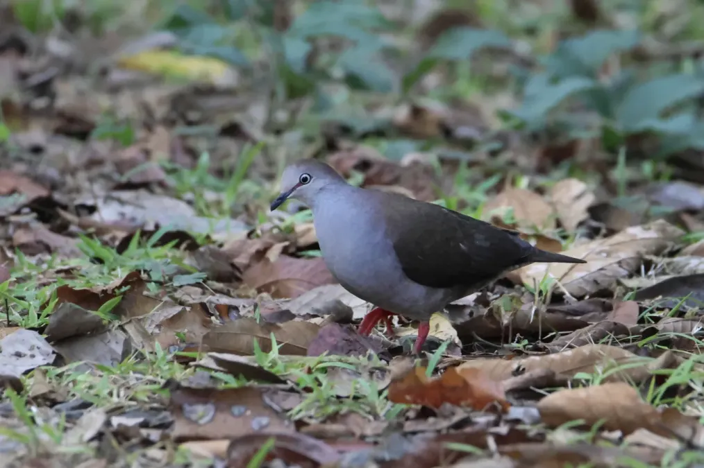 File:Leptotila cassinii 261379515.jpg
