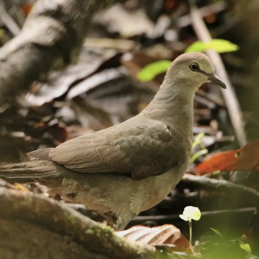 File:Leptotila cassinii 58252338.jpg