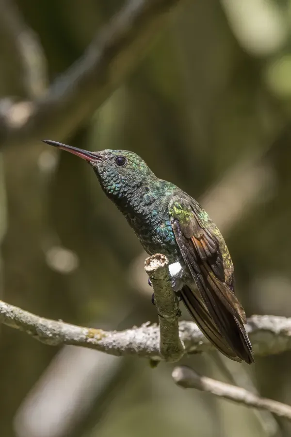 File:Berylline hummingbird (Saucerottia beryllina) Finca El Pilar 5.jpg
