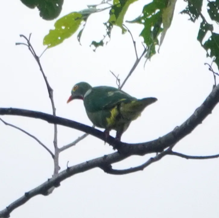 File:Ptilinopus viridis 246925585.jpg