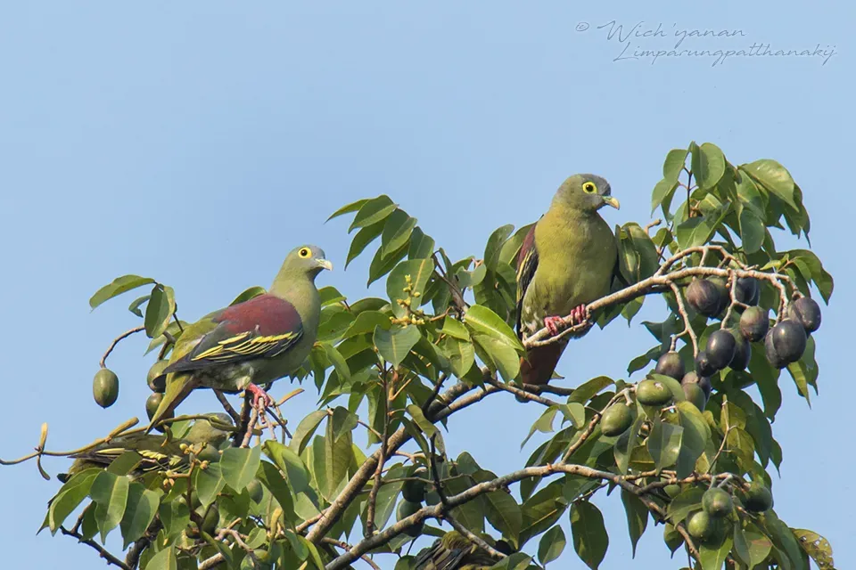 File:Treron griseicauda 53175203.jpg