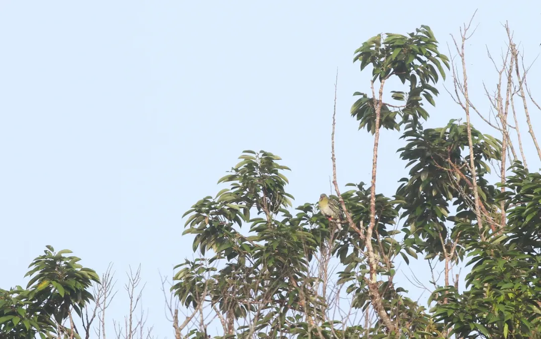 File:Treron fulvicollis 102420288.jpg