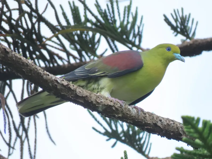 File:Treron sieboldii 129284676.jpg