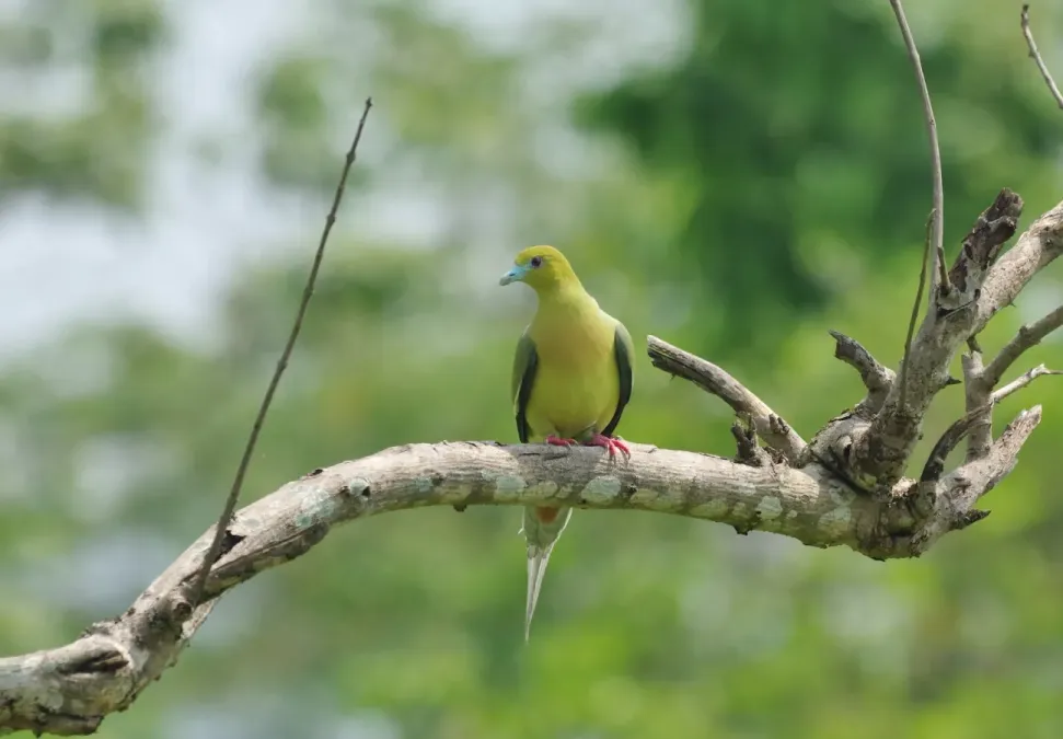 File:Treron apicauda 173064806.jpg
