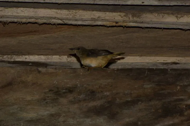 File:Turdus obsoletus DT -P Milpe-Pachijal- (1) (20308656354).jpg