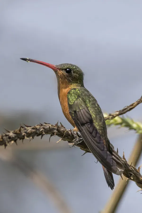 File:Cinnamon hummingbird (Amazilia rutila) Los Tarrales.jpg