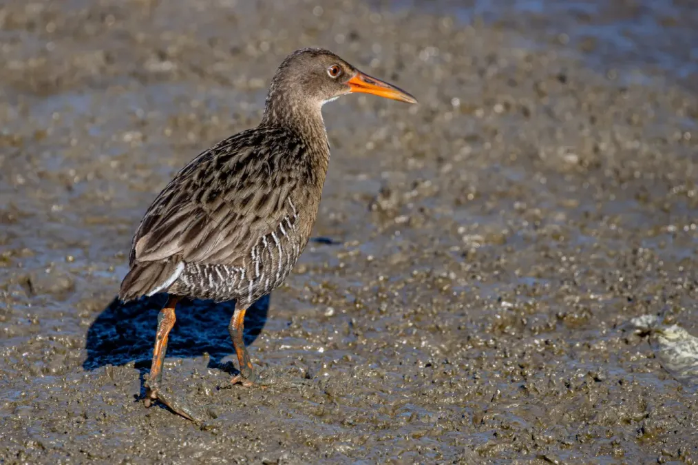 File:Rallus longirostris 239528250.jpg