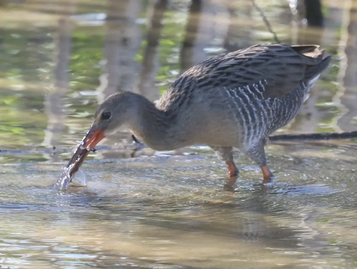 File:Rallus longirostris 63505493.jpg