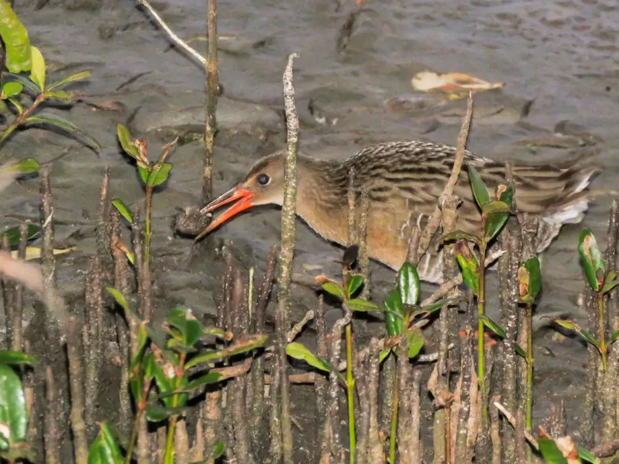 File:Rallus longirostris 55499754.jpg
