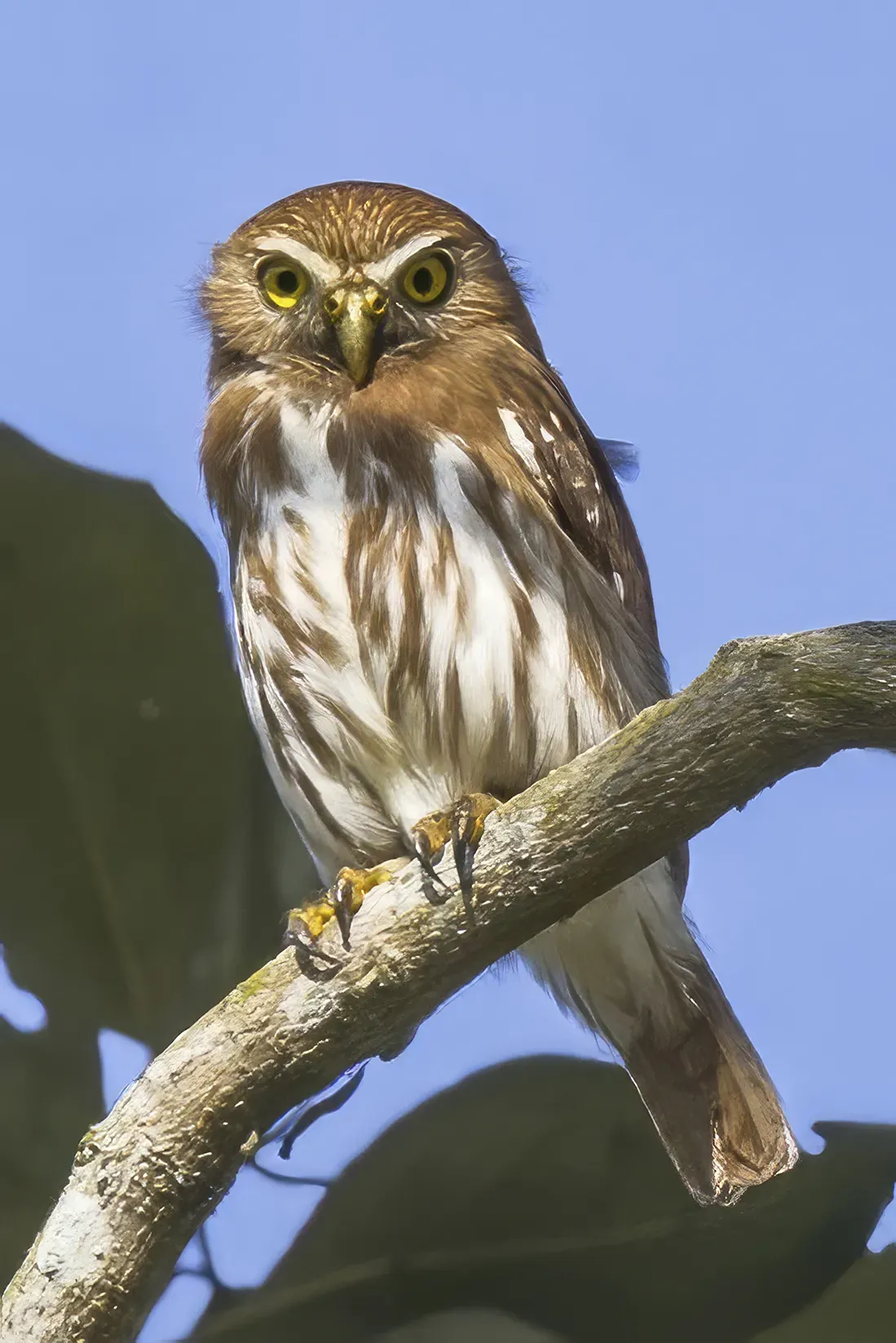 File:Ferruginous pygmy owl (Glaucidium brasilianum ridgwayi) Copan.jpg