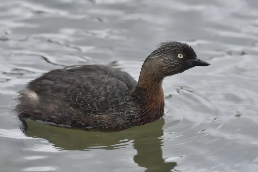 File:Poliocephalus rufopectus 107057997.jpg