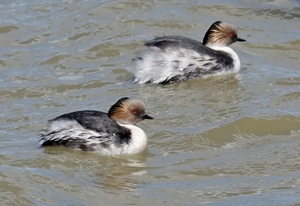 File:Podiceps occipitalis 248396375.jpg