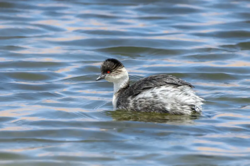 File:Podiceps occipitalis juninensis 239363255.jpg