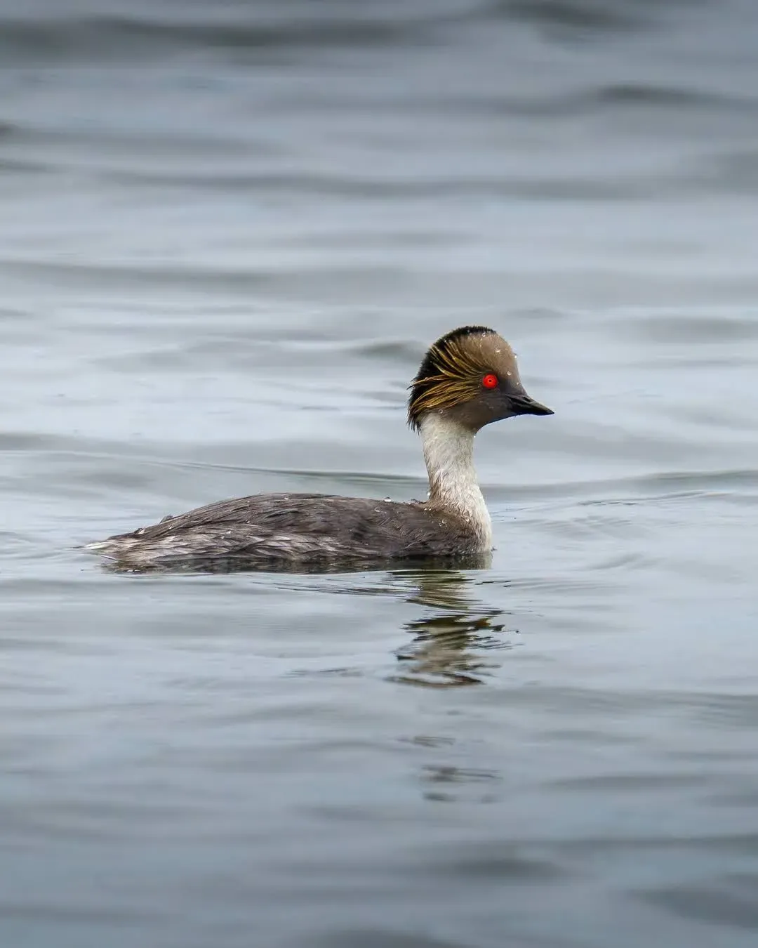 File:Podiceps occipitalis 103079512.jpg