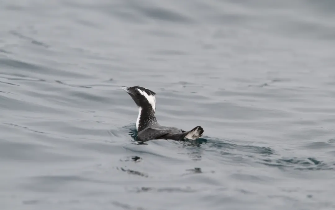 File:Synthliboramphus wumizusume 102491705.jpg
