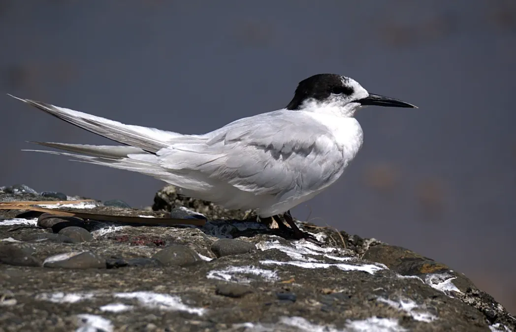 File:Sterna striata 257532308.jpg