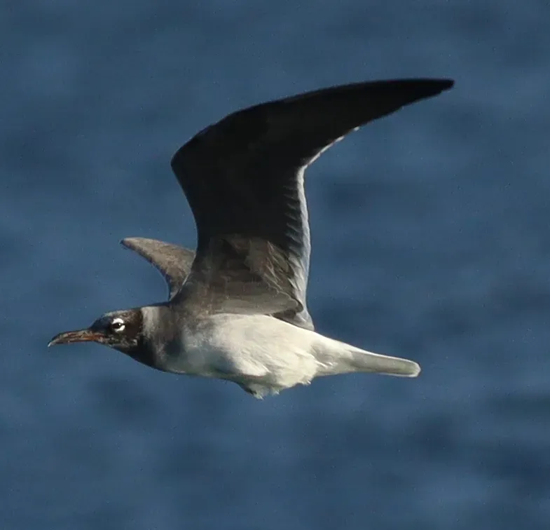 File:Ichthyaetus leucophthalmus 250889294.jpg