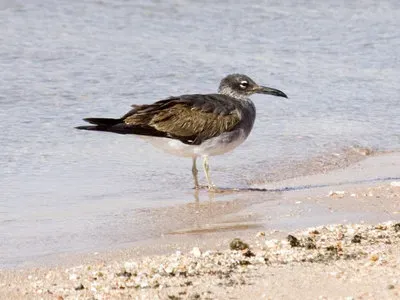 File:Ichthyaetus leucophthalmus 79294991.jpg