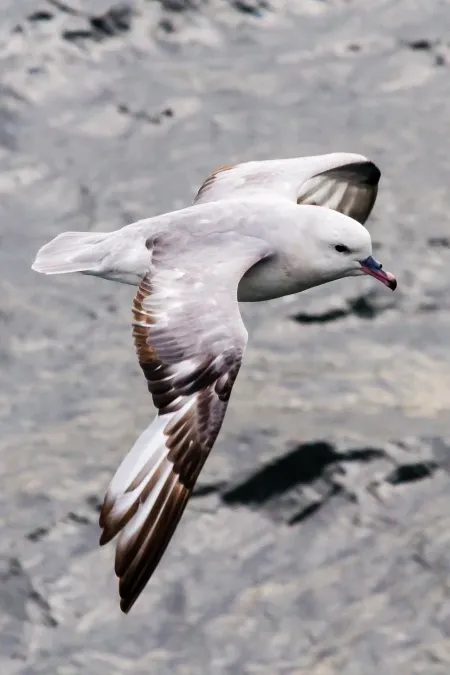 File:Fulmarus glacialoides 251718910.jpg