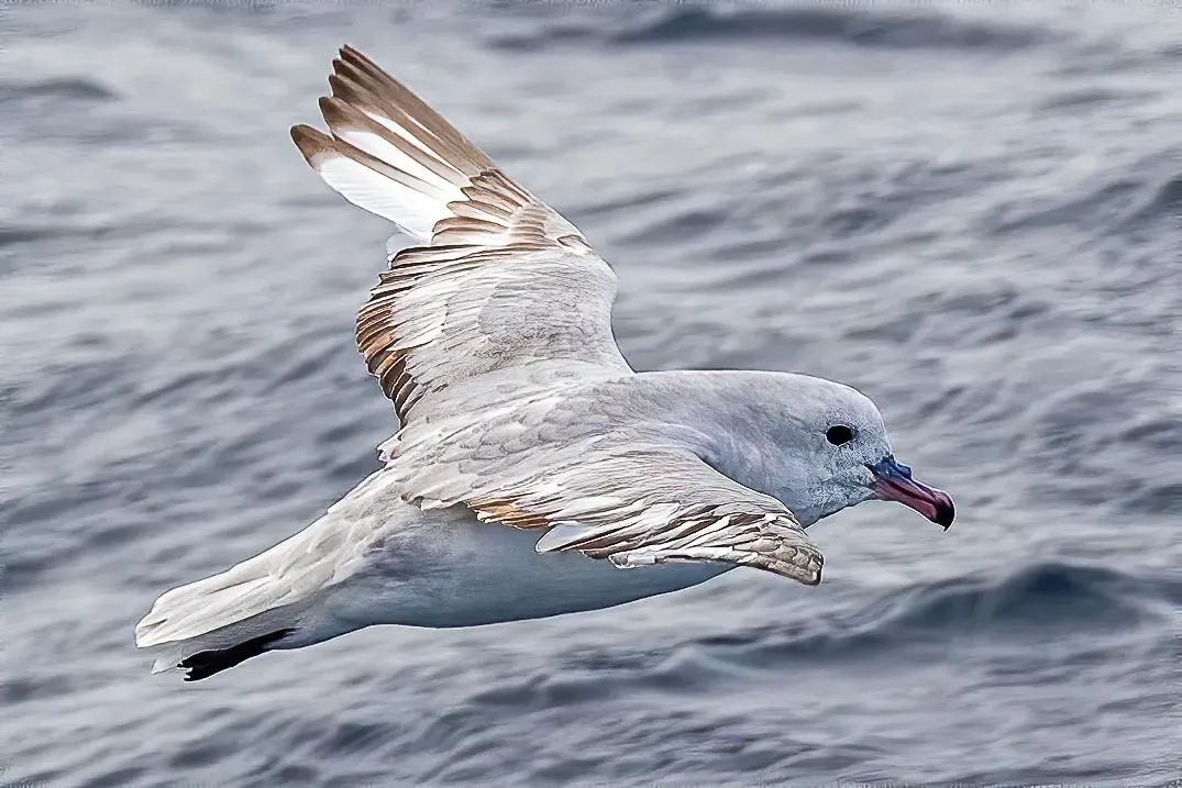 File:Fulmarus glacialoides 229766299.jpg